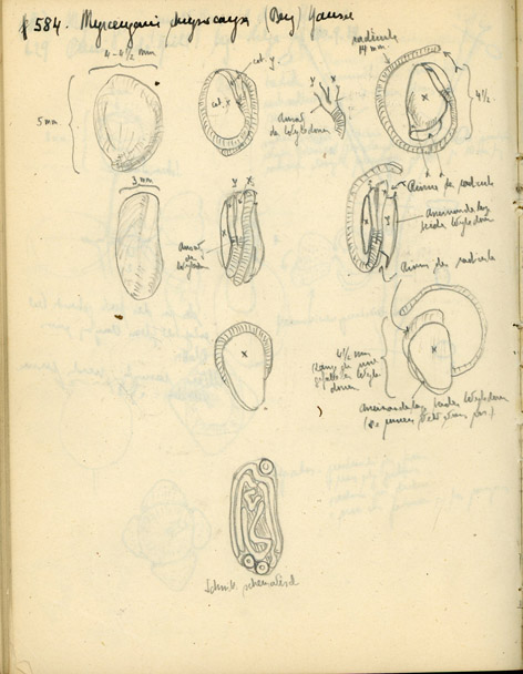 figura 4